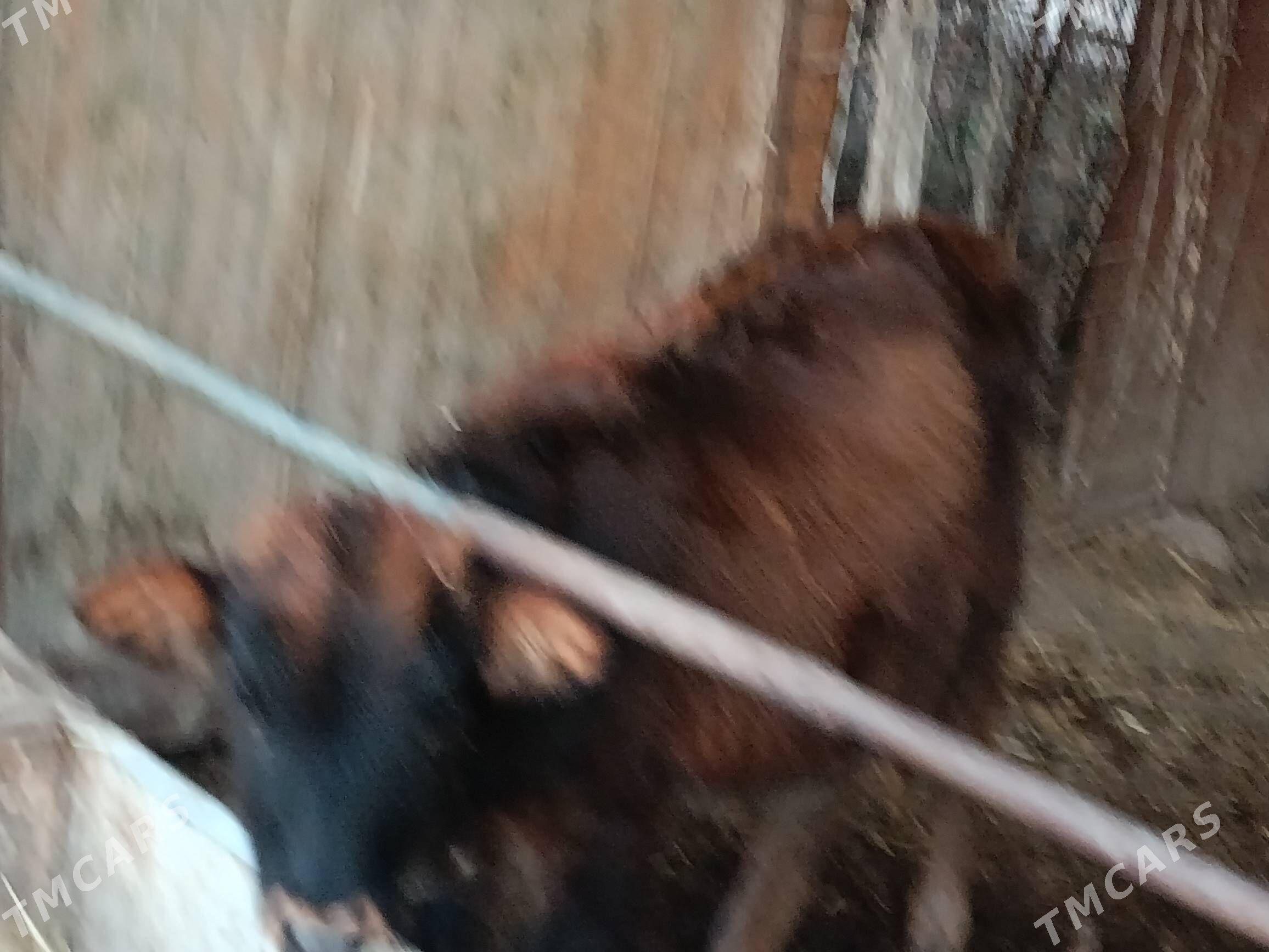 unajyn - Türkmenabat - img 5