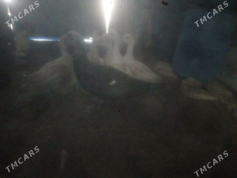 ordek we induk - Balkanabat - img 2