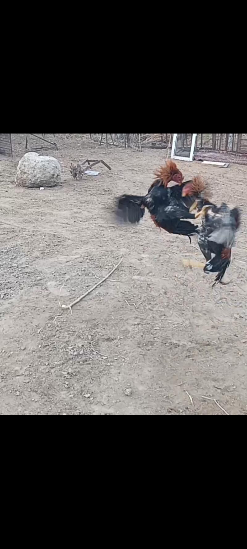 baýess horaz - Дянев - img 8