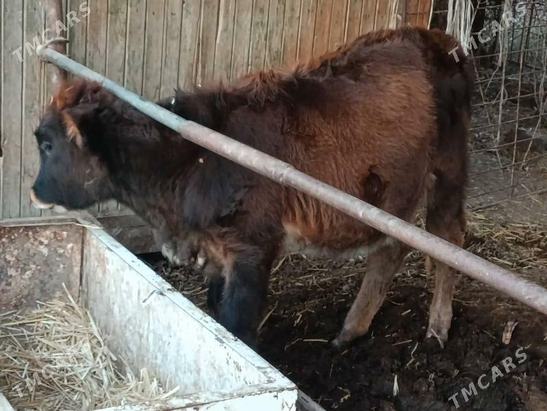 unajyn - Türkmenabat - img 4