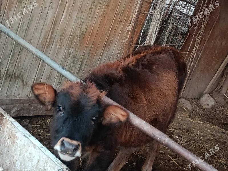 unajyn - Türkmenabat - img 3