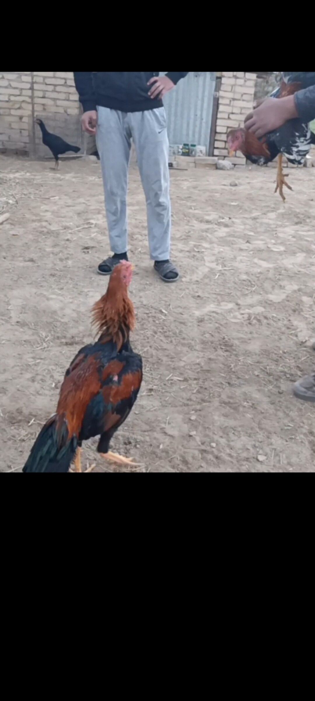 baýess horaz - Дянев - img 4