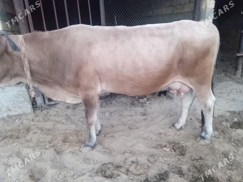 sygyr göle öküz - Aşgabat - img 3