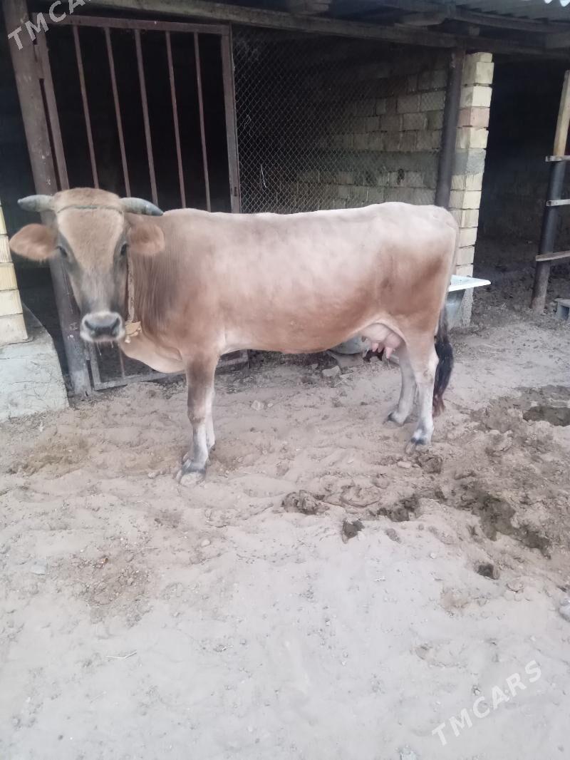 sygyr göle öküz - Aşgabat - img 6