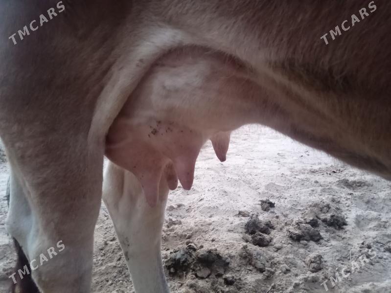 sygyr göle öküz - Aşgabat - img 4