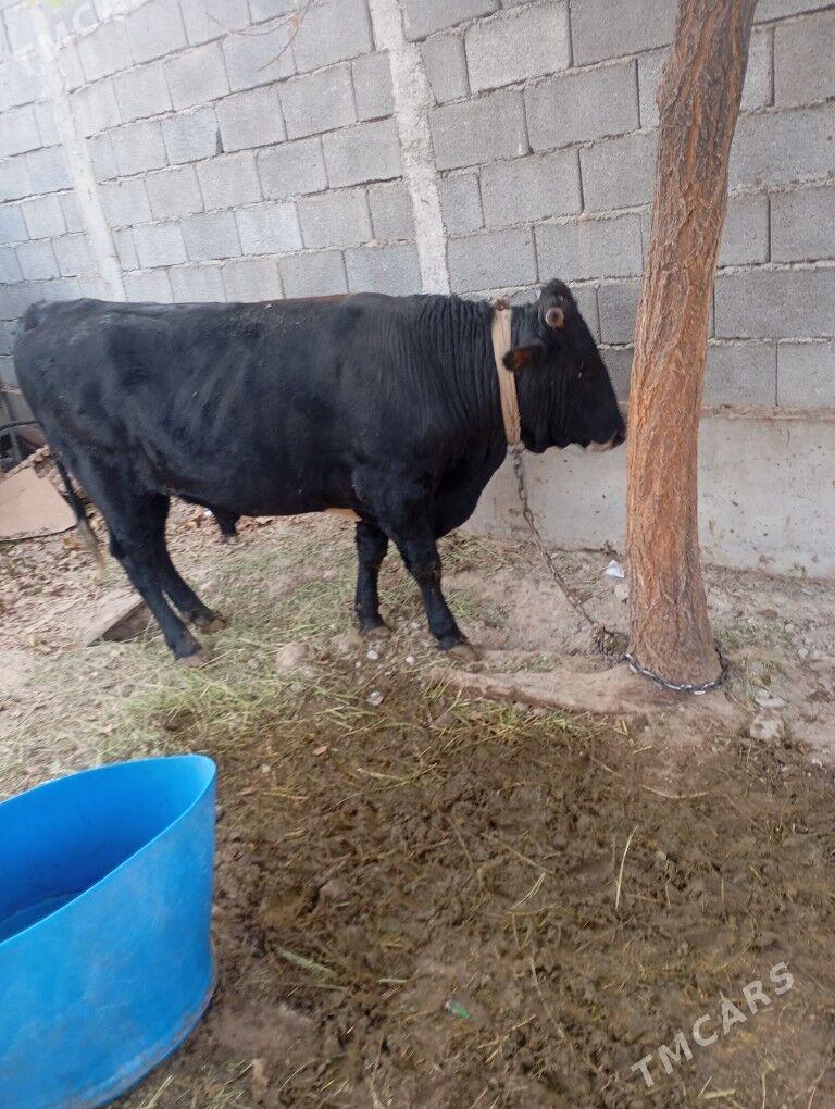 okiz - Çoganly - img 3