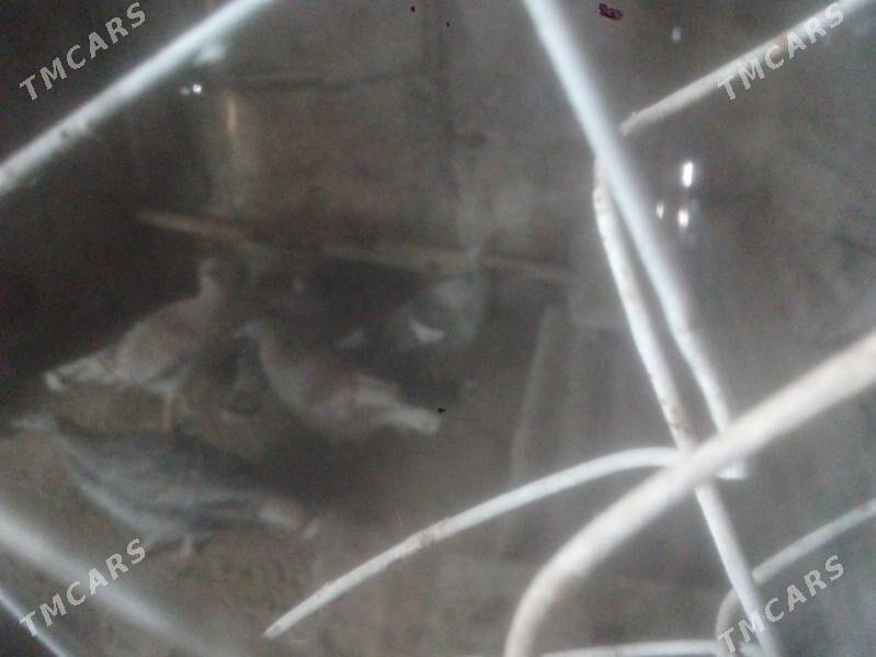 ordek we induk - Balkanabat - img 7