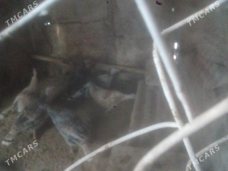 ordek we induk - Balkanabat - img 6