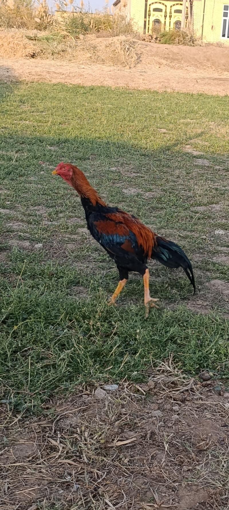 baýess horaz - Дянев - img 2