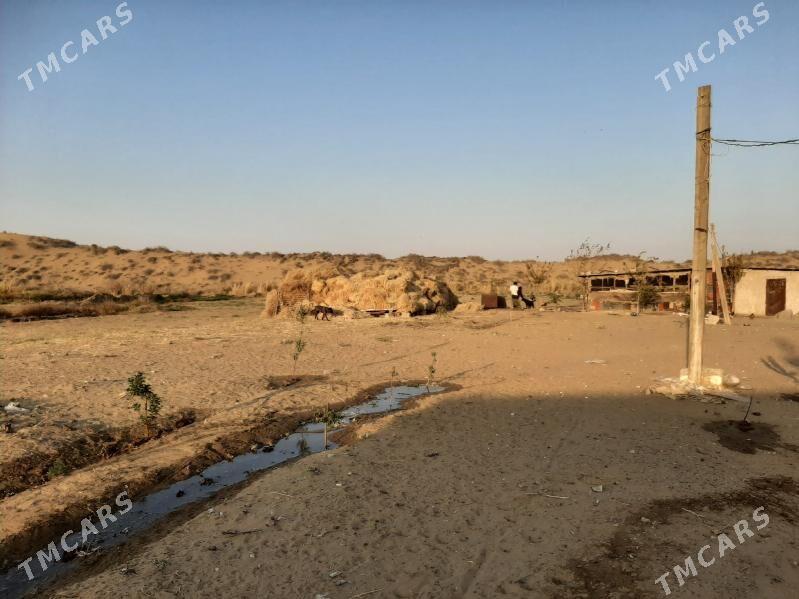 Ferma yer - Ruhabat (90-njy razýezd) - img 2