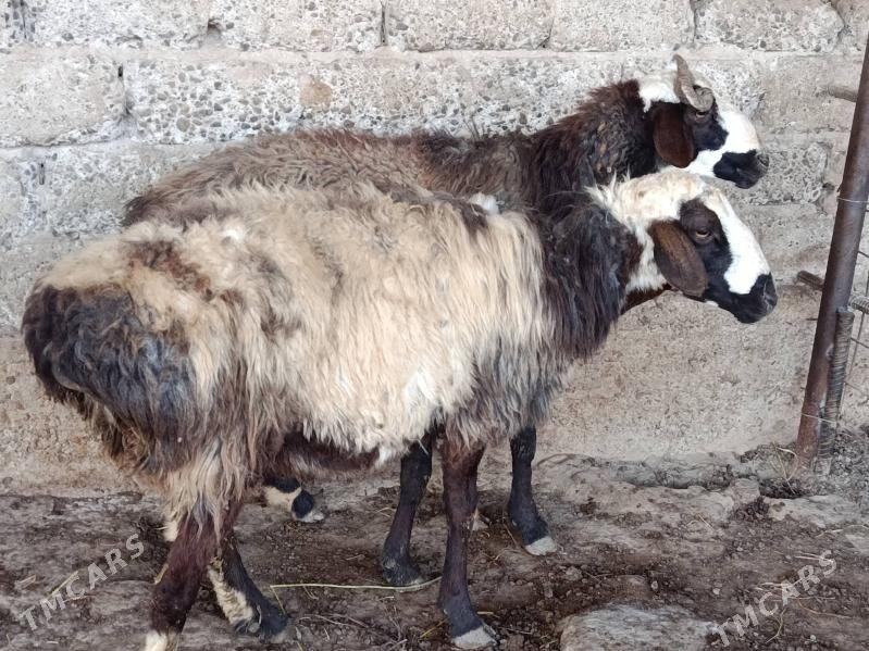 Goyun goc - Гёкдепе - img 5