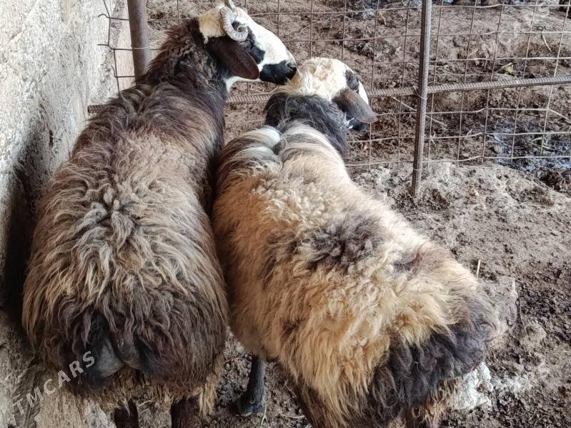 Goyun goc - Гёкдепе - img 4