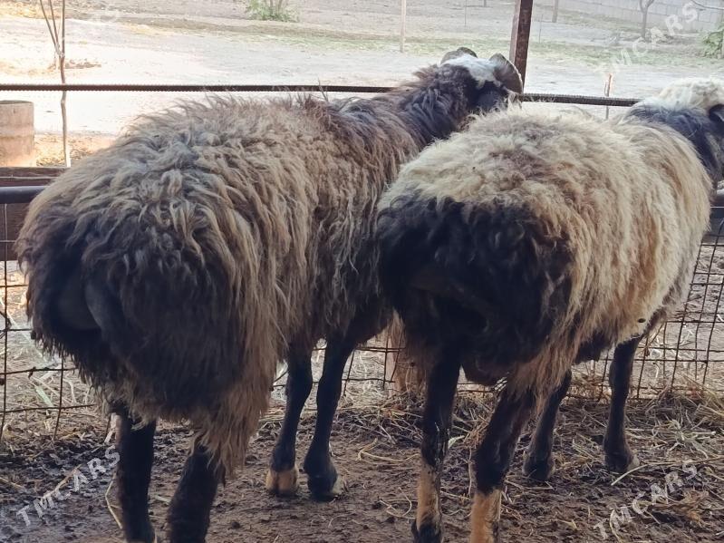 Goyun goc - Гёкдепе - img 7