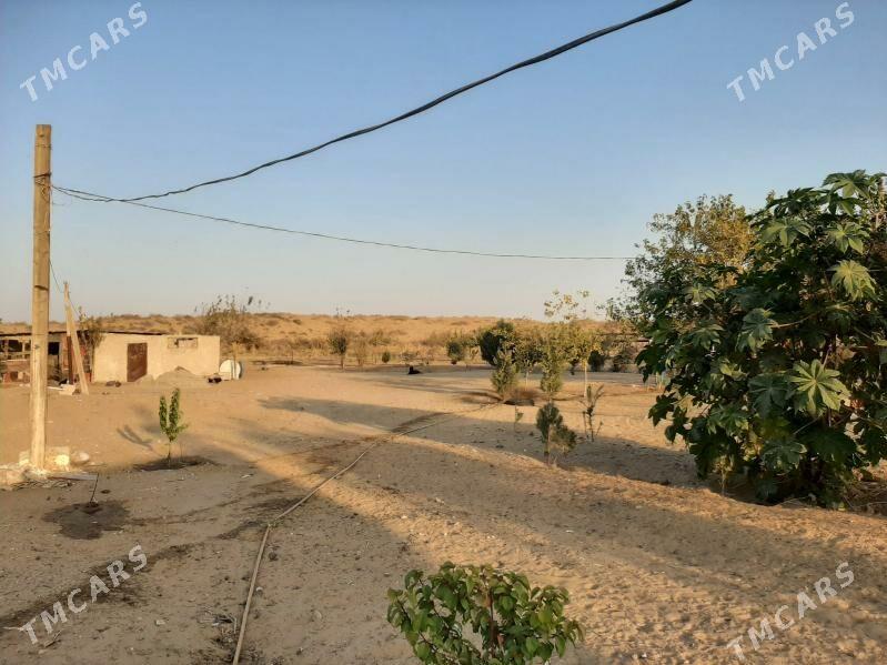 Ferma yer - Ruhabat (90-njy razýezd) - img 1