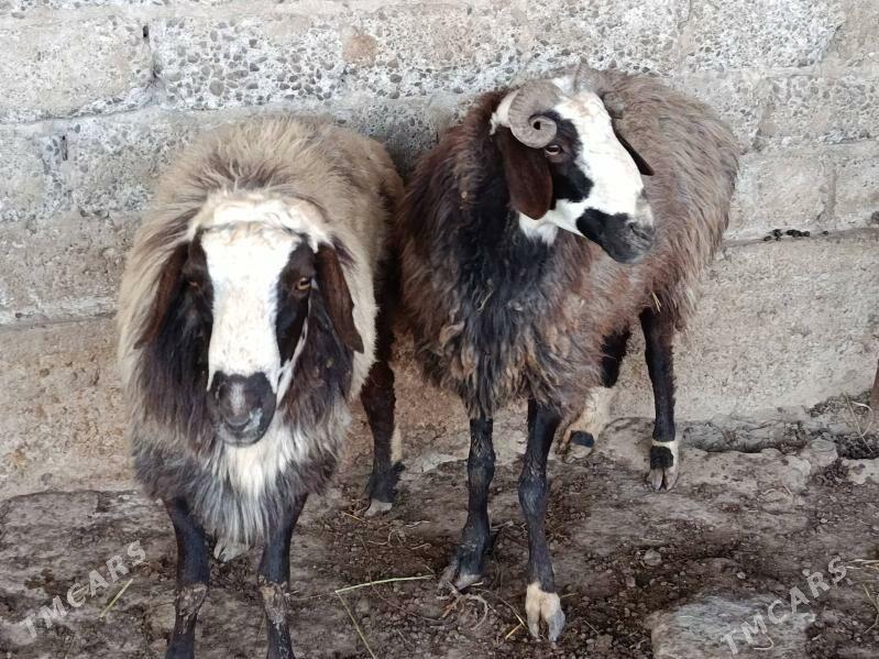 Goyun goc - Гёкдепе - img 3