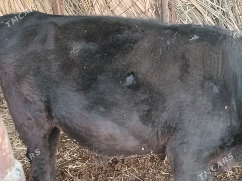 Şwet Öküz - Туркменабат - img 3