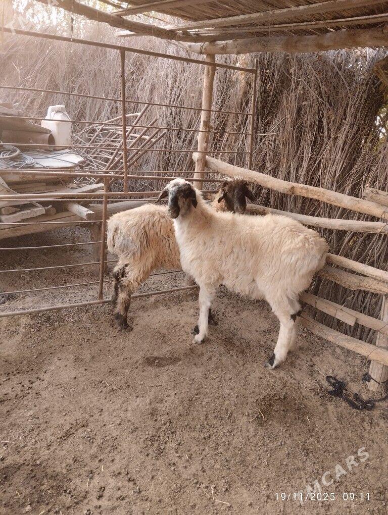 tokly - Sakarçäge - img 4