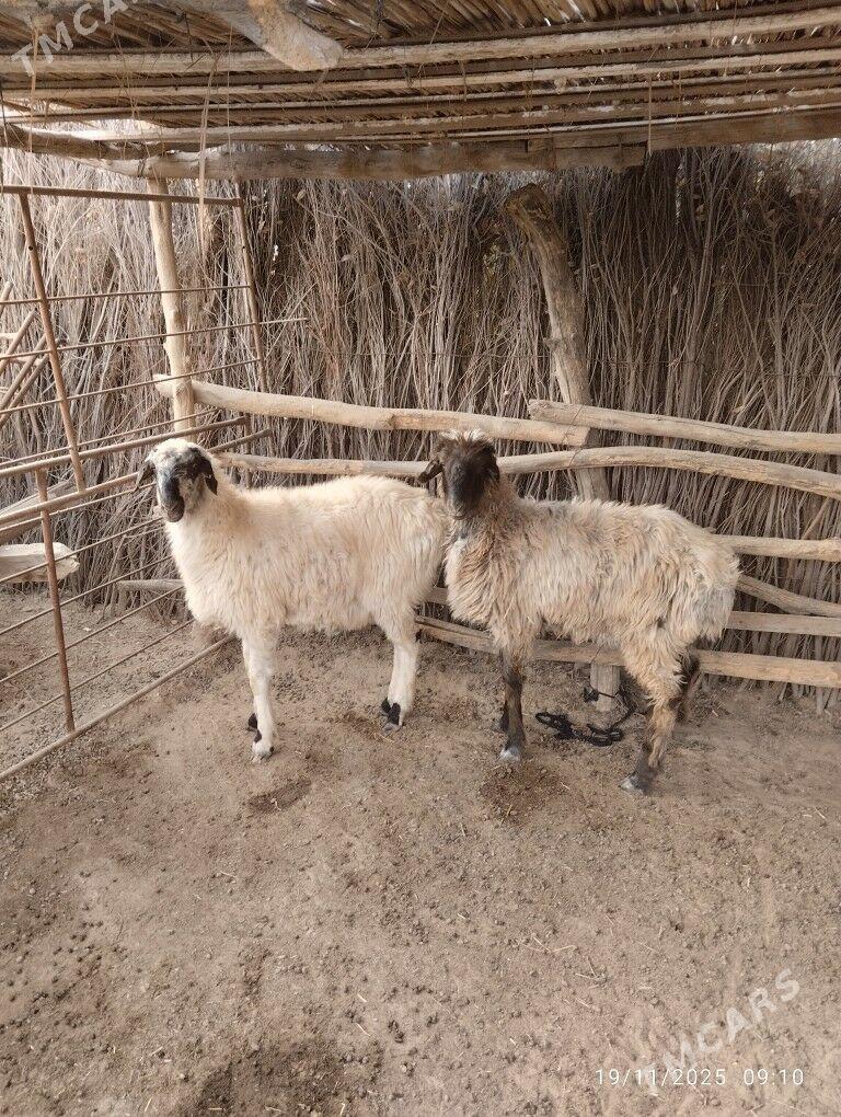 tokly - Sakarçäge - img 2