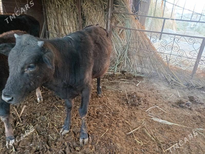 Şwet Öküz - Туркменабат - img 5