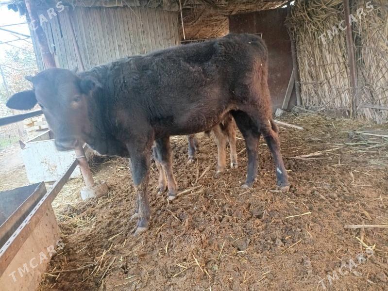 Şwet Öküz - Туркменабат - img 2