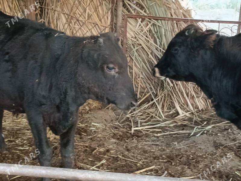 Şwet Öküz - Туркменабат - img 4