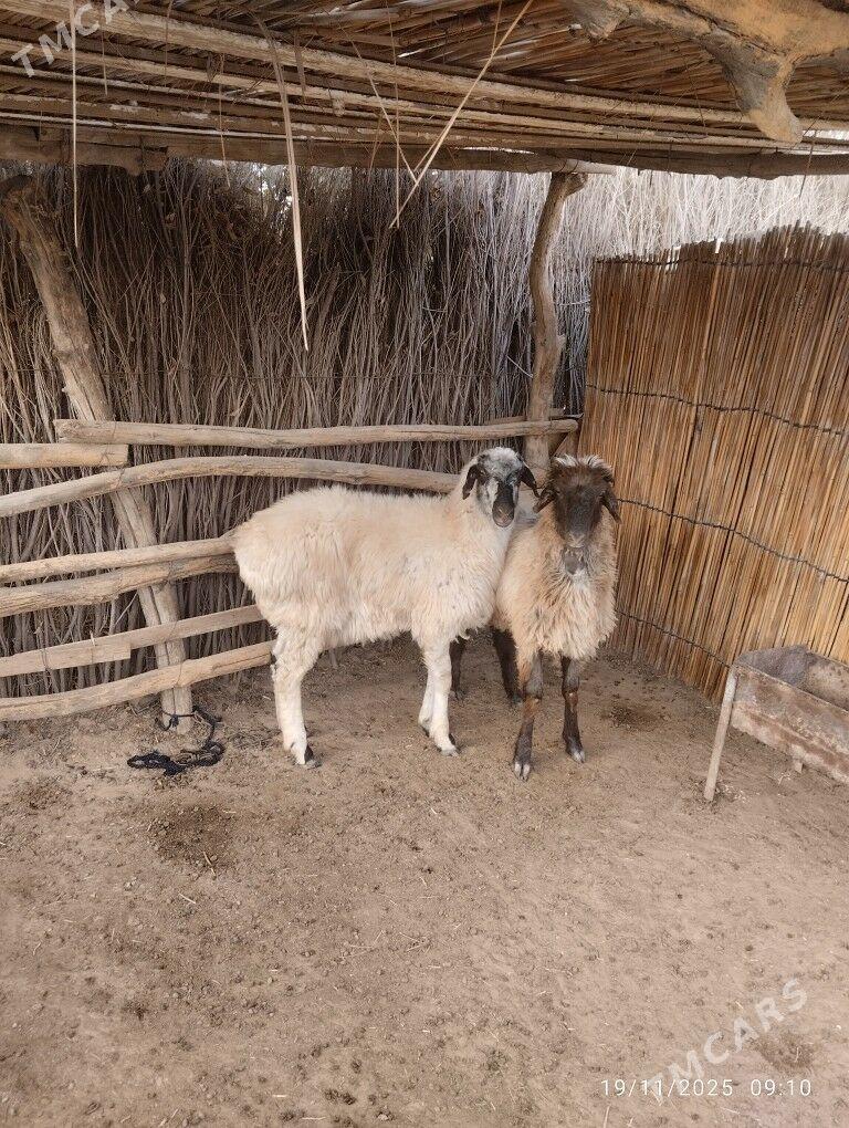 tokly - Sakarçäge - img 3