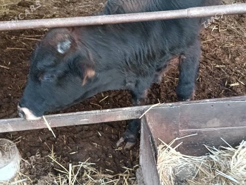 Öküz - Туркменабат - img 4