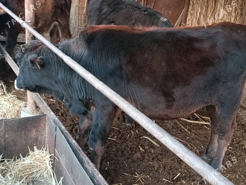 Öküz - Туркменабат - img 1