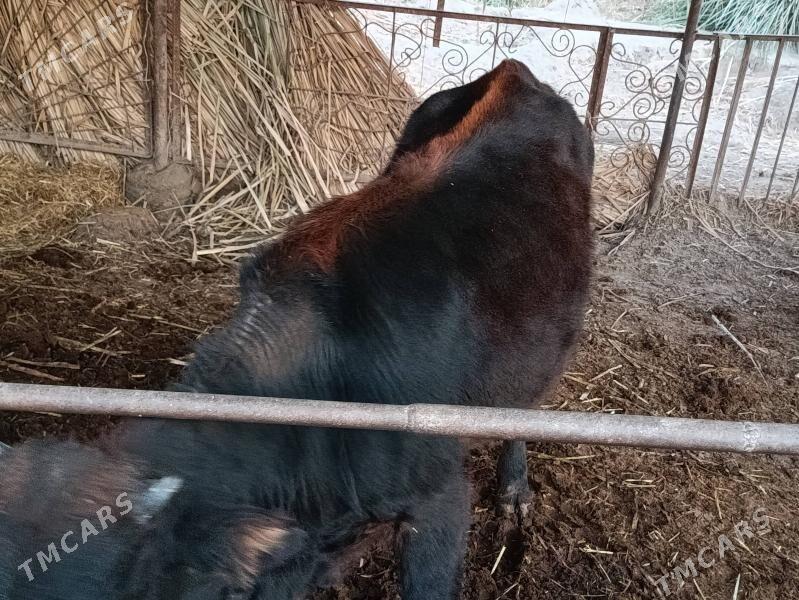 Öküz - Туркменабат - img 3