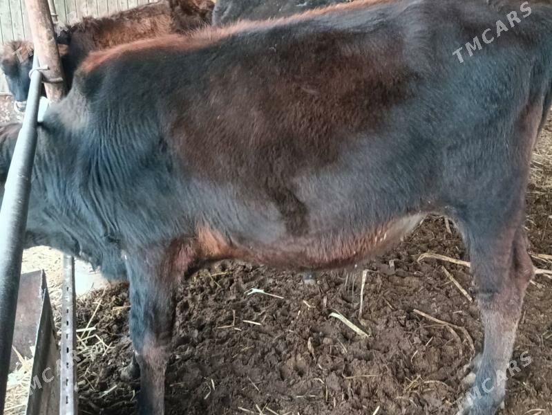 Öküz - Туркменабат - img 2