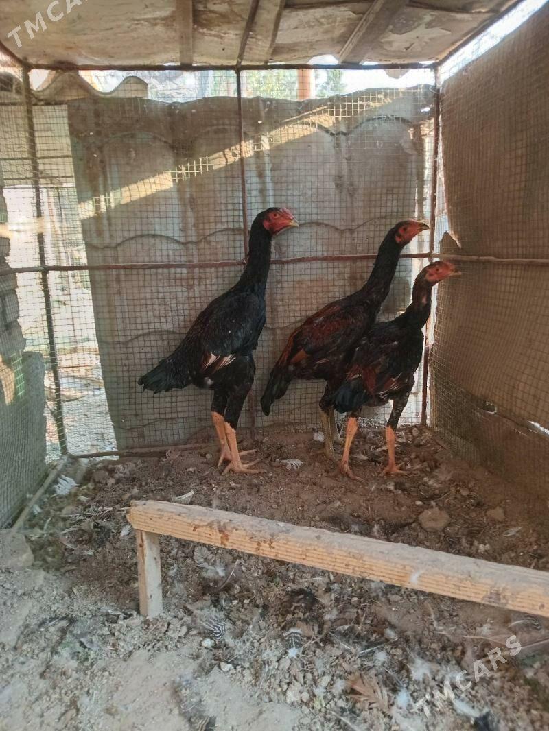 баец - Farap - img 8