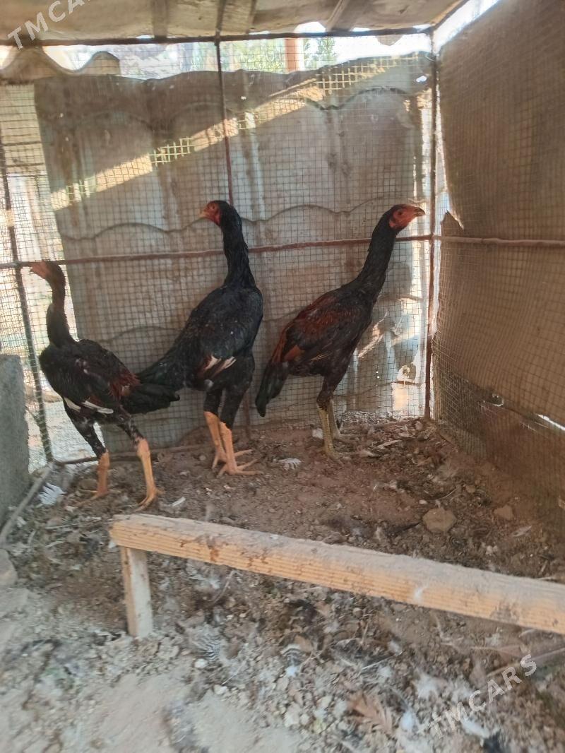 баец - Farap - img 9