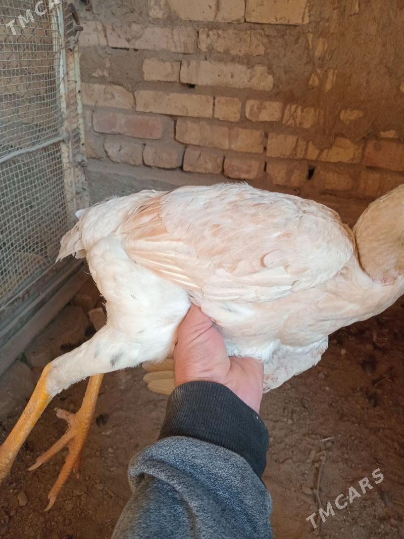 баец - Farap - img 4