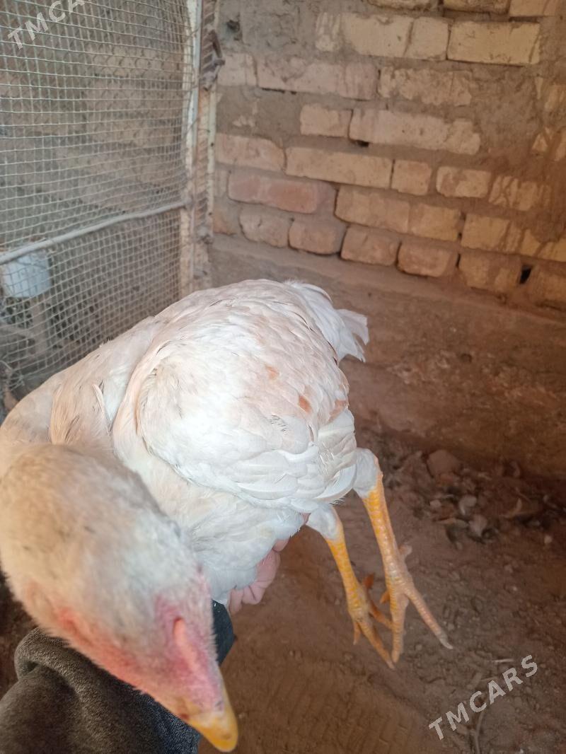 баец - Farap - img 5