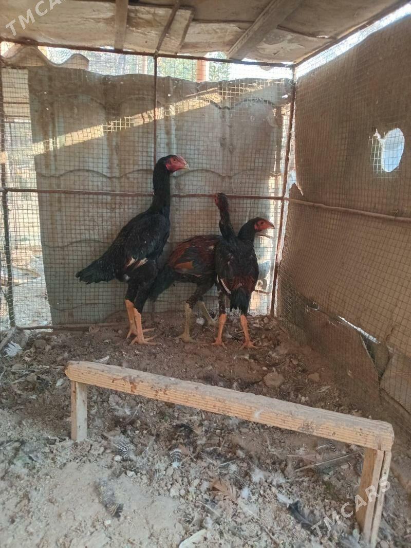 баец - Farap - img 7