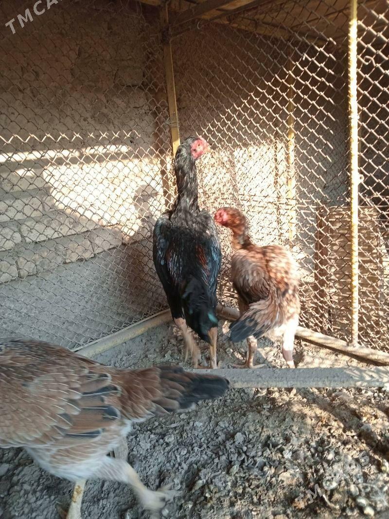 баец - Farap - img 3