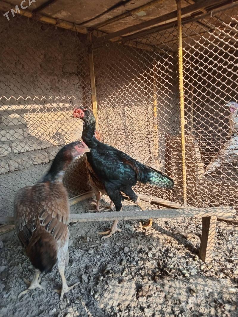 баец - Farap - img 2