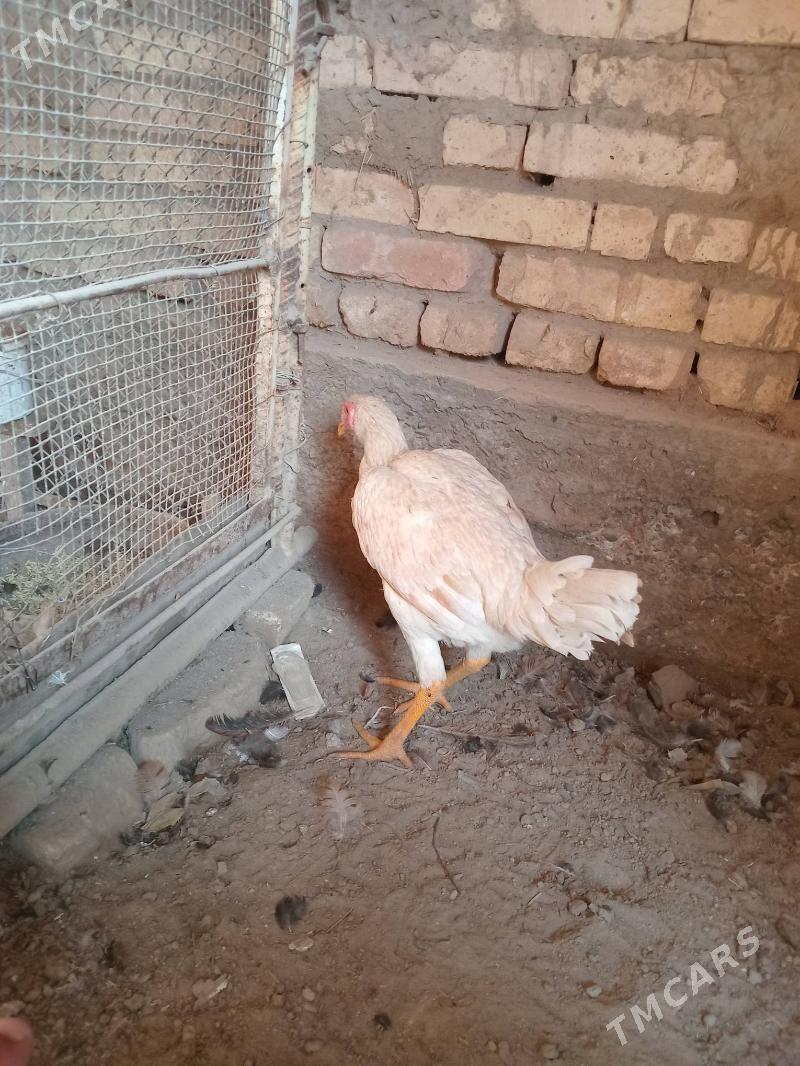 баец - Farap - img 6