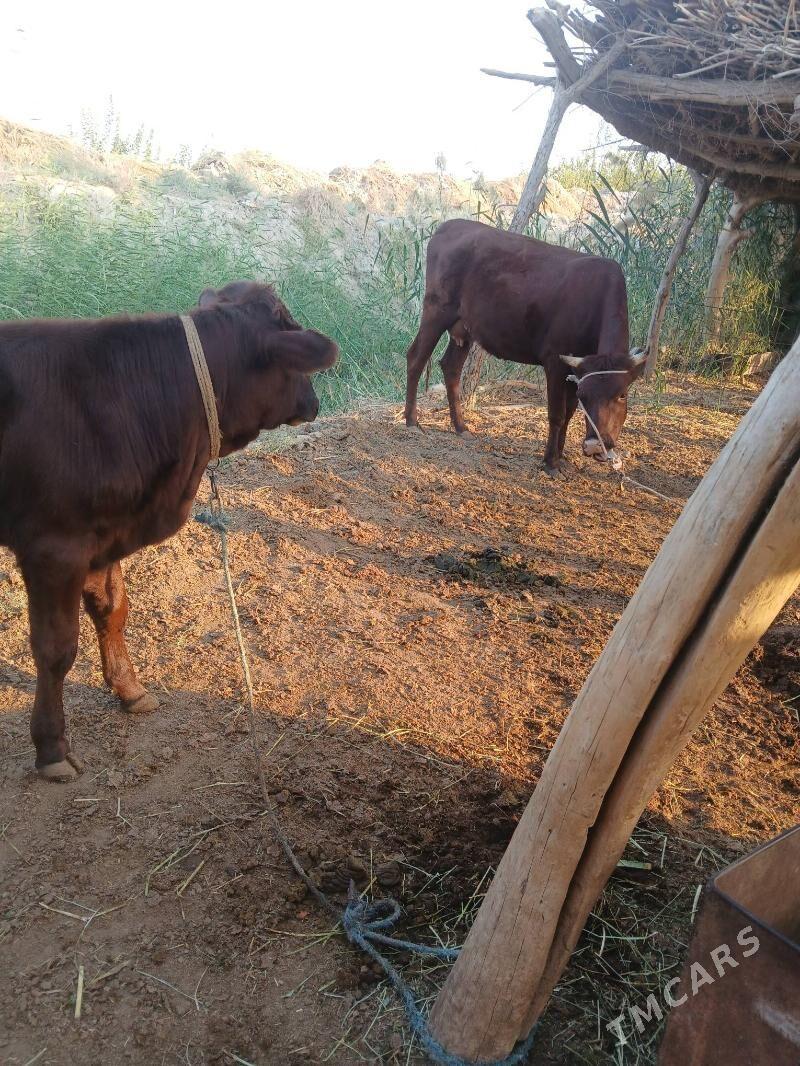 saglyk sygyr - Çärjew - img 3