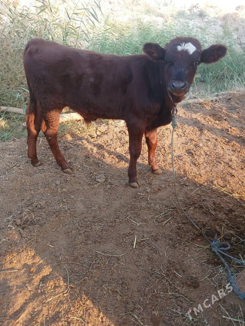 saglyk sygyr - Çärjew - img 2