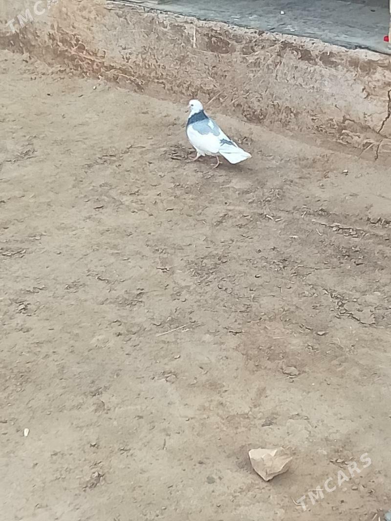 kepderi️ - Baýramaly - img 3