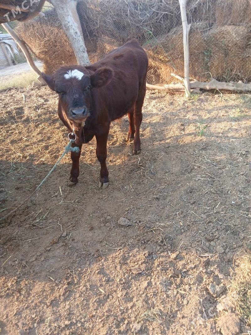 saglyk sygyr - Çärjew - img 1