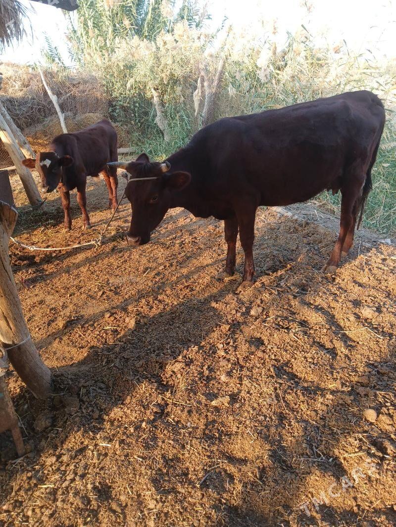 saglyk sygyr - Çärjew - img 4