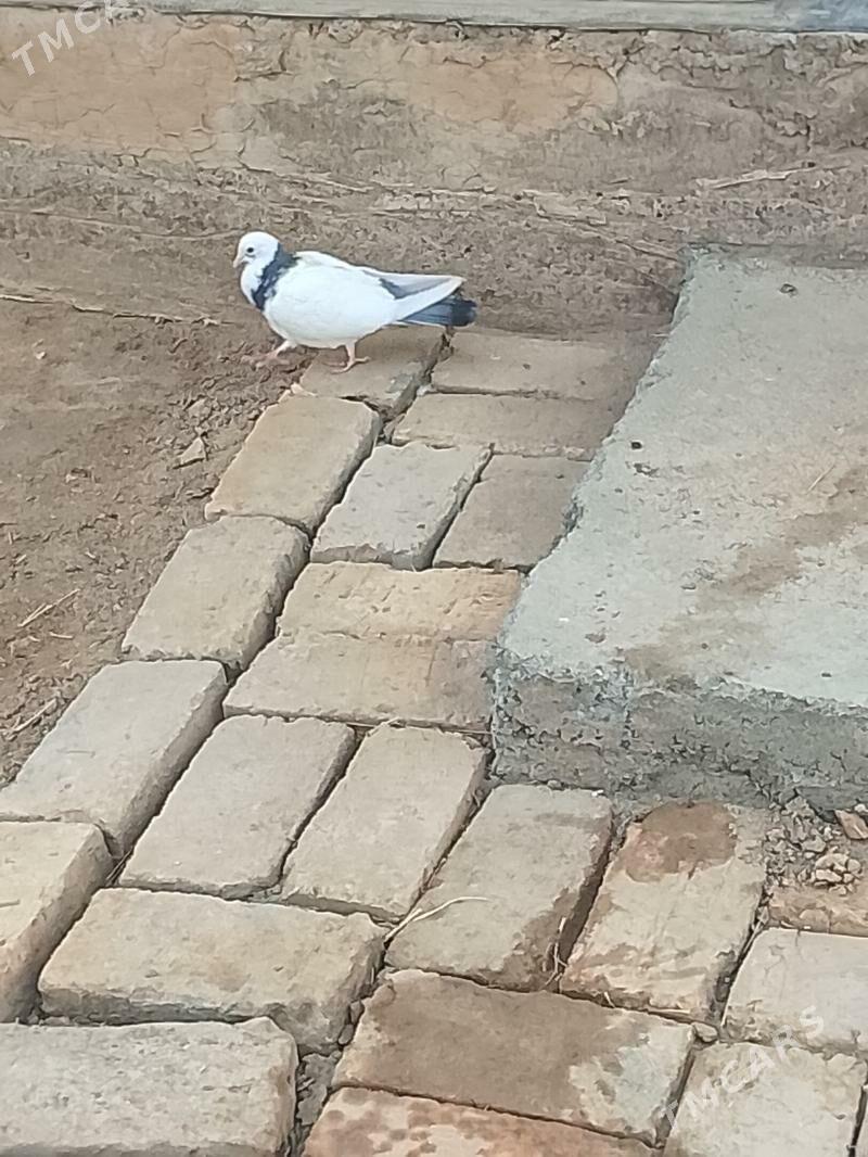 kepderi️ - Baýramaly - img 2