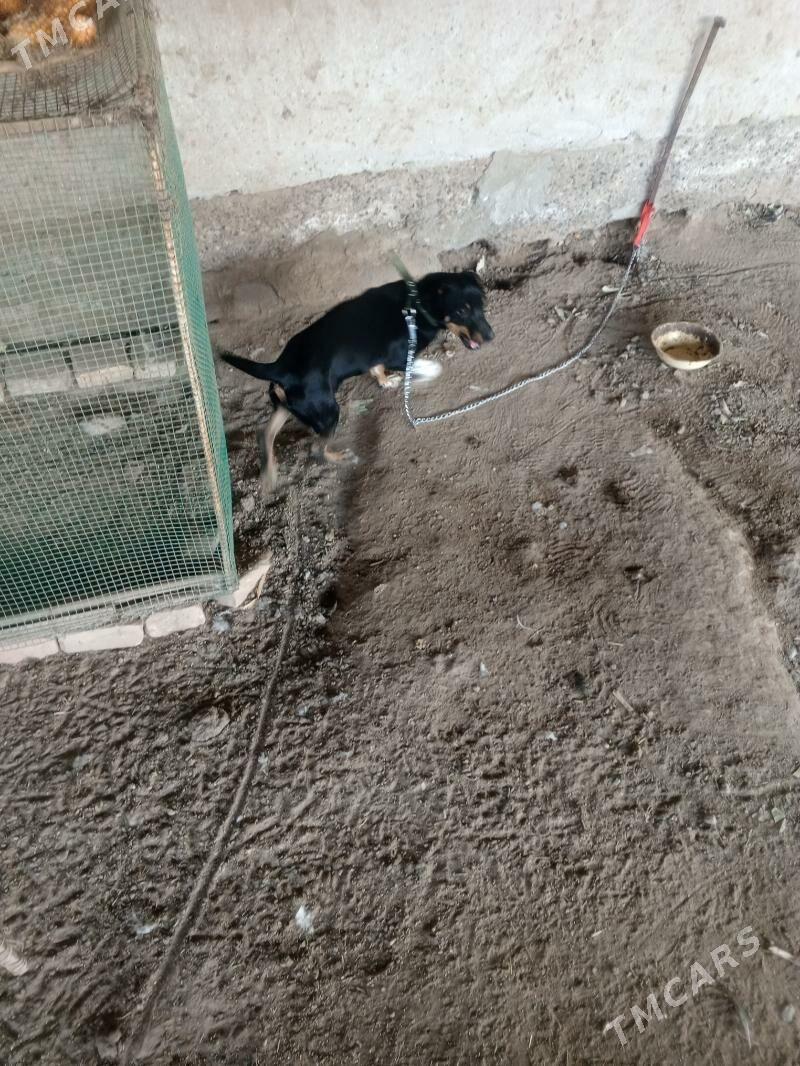 avcy kucuk - Туркменабат - img 3