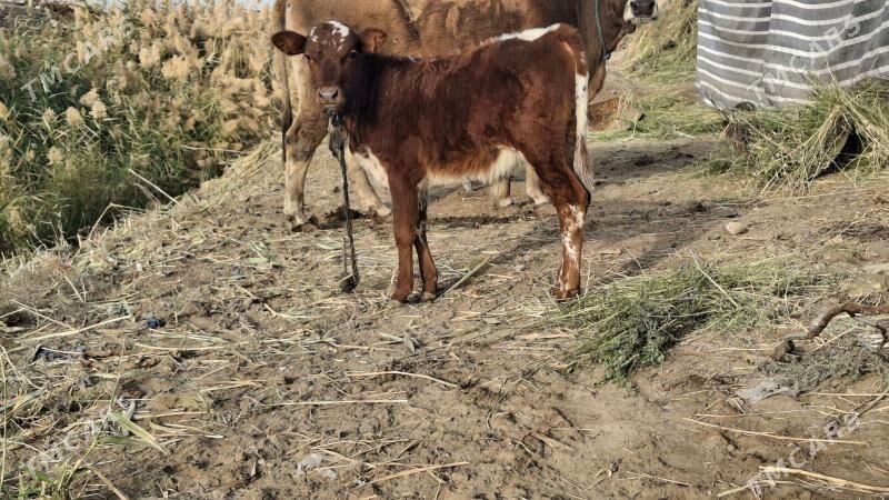 burlat saglyk - Çärjew - img 2