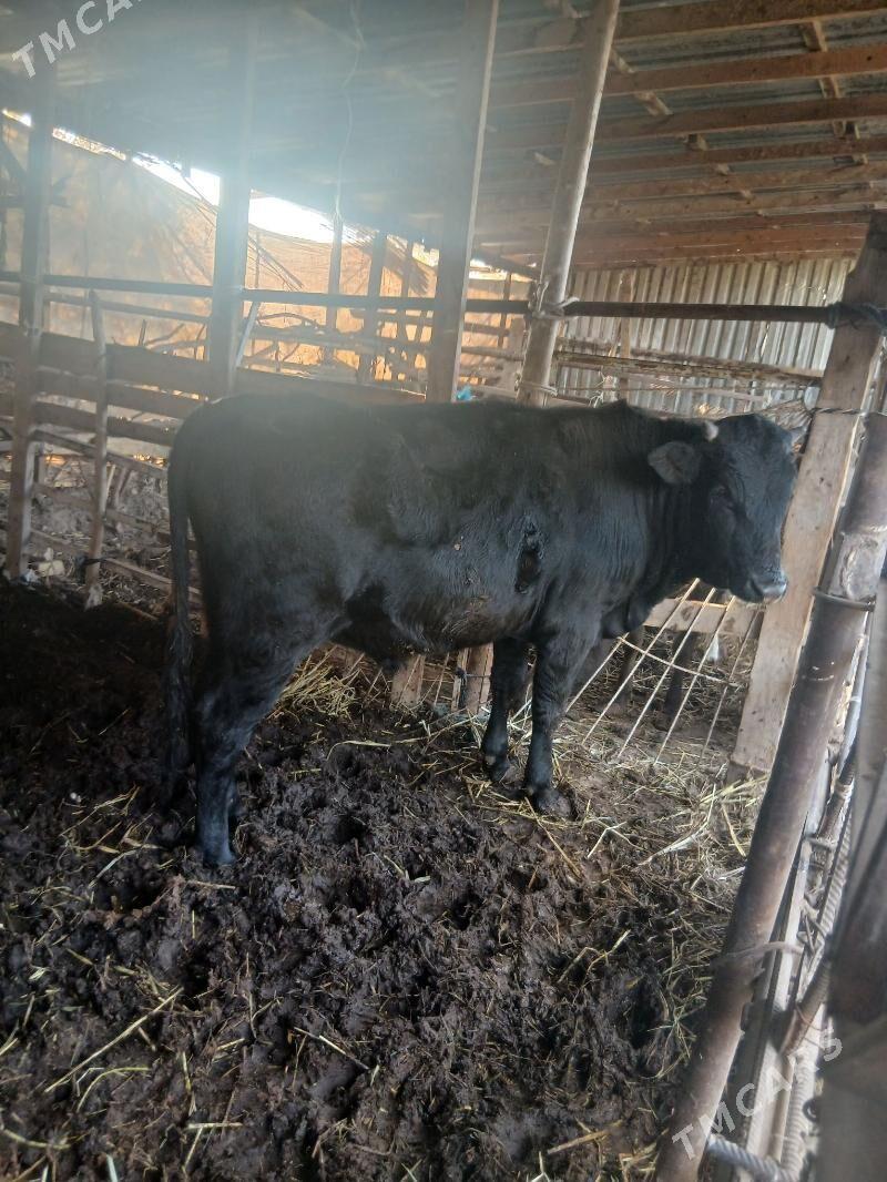 parodny okuz - Türkmenabat - img 6