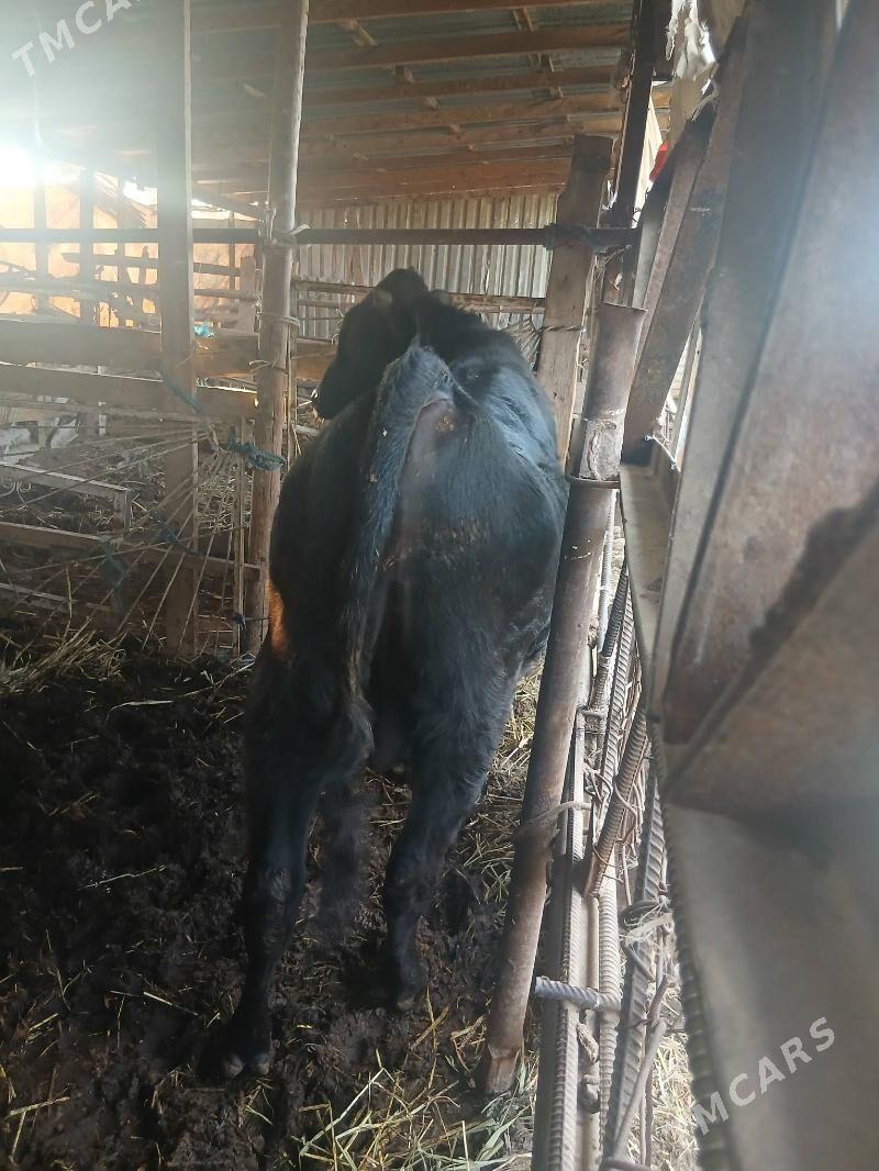 parodny okuz - Türkmenabat - img 5