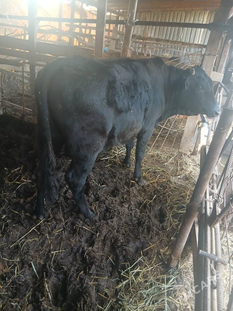 parodny okuz - Türkmenabat - img 4