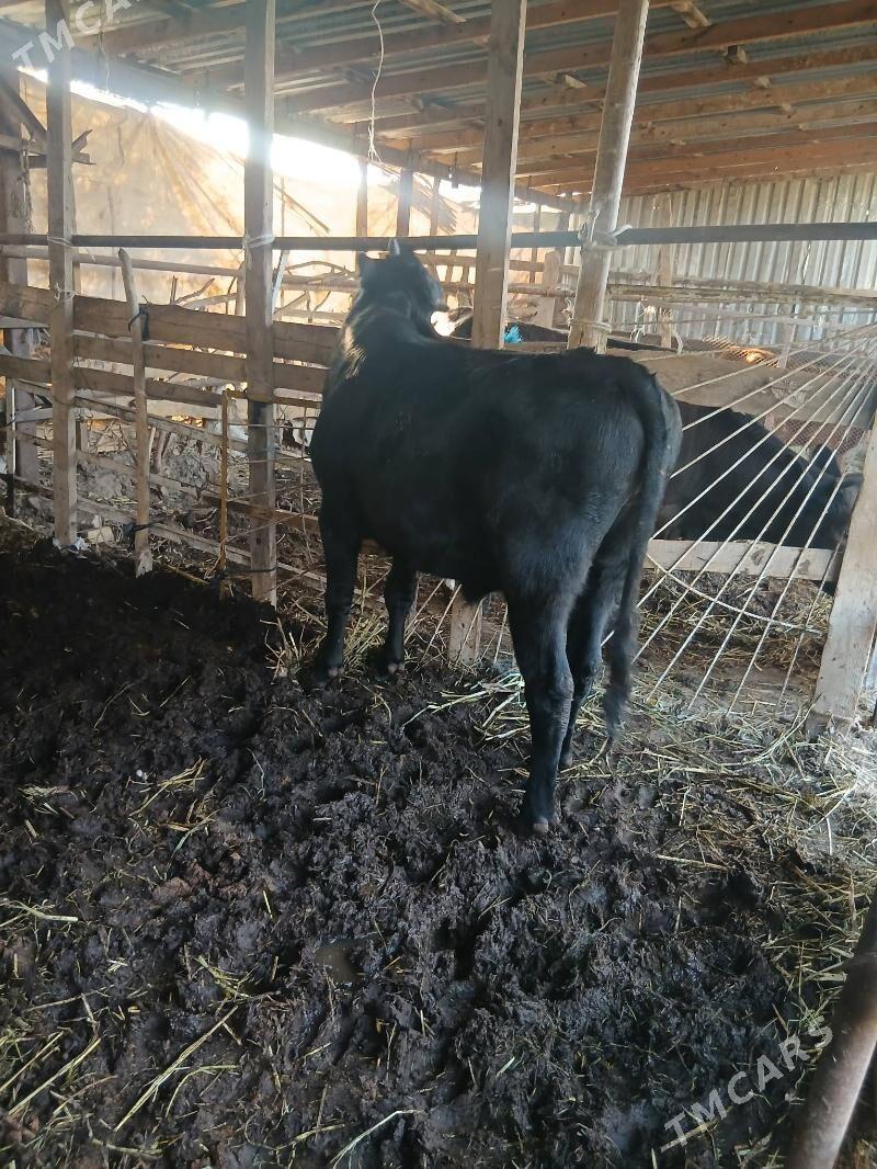 parodny okuz - Türkmenabat - img 2